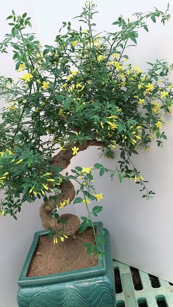 迎夏正开喜欢的老板关注一下