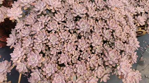 多肉植物#全紫红色的阿伦培捧花群,颜值已经非常高了!