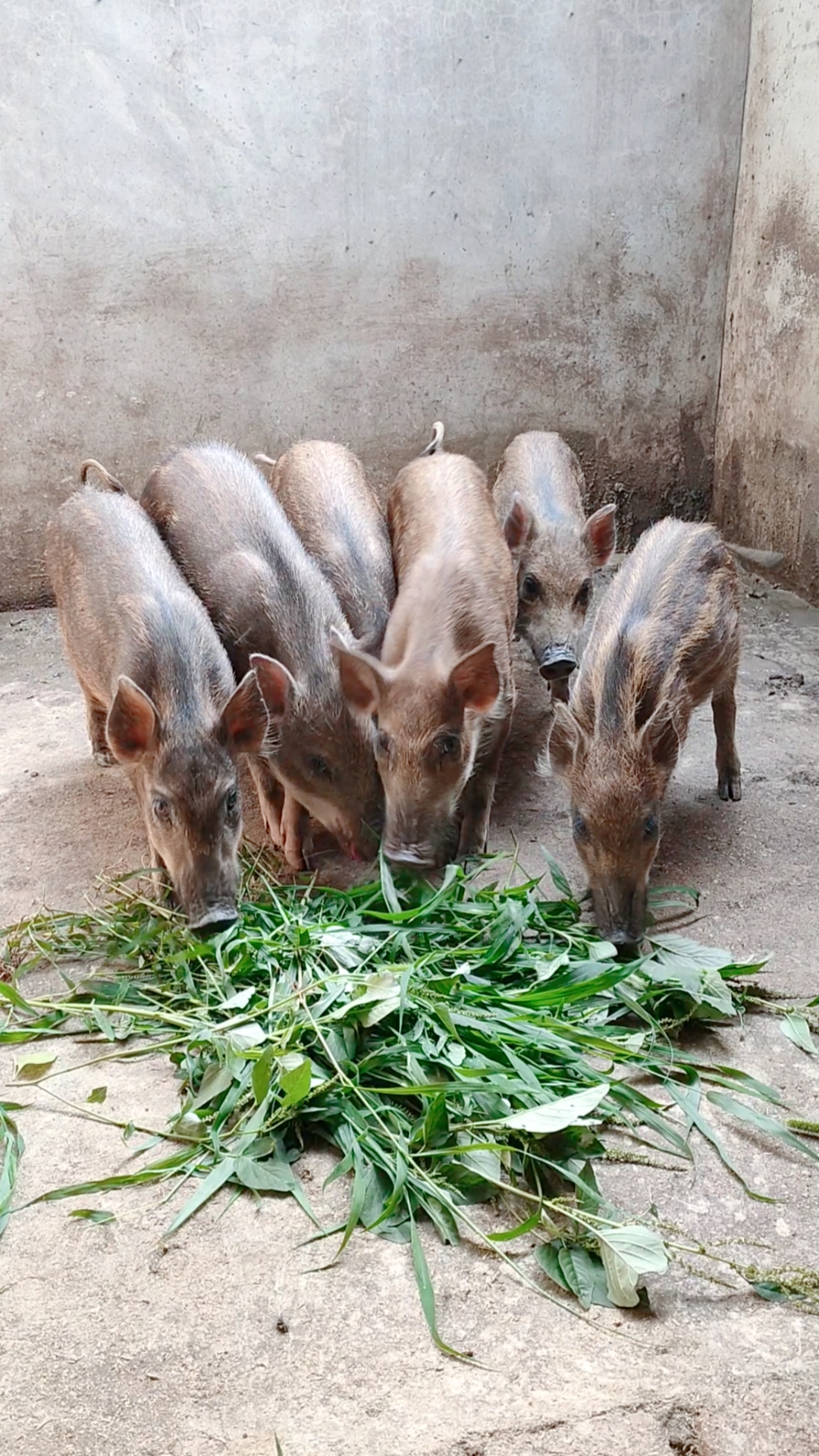 广西百色野猪养殖场图片