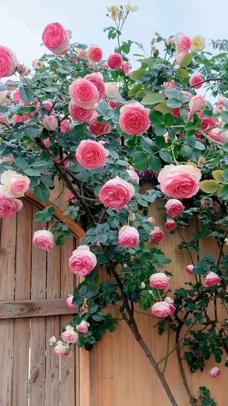 爬藤月季系列,欧月,粉龙,红龙-度小视