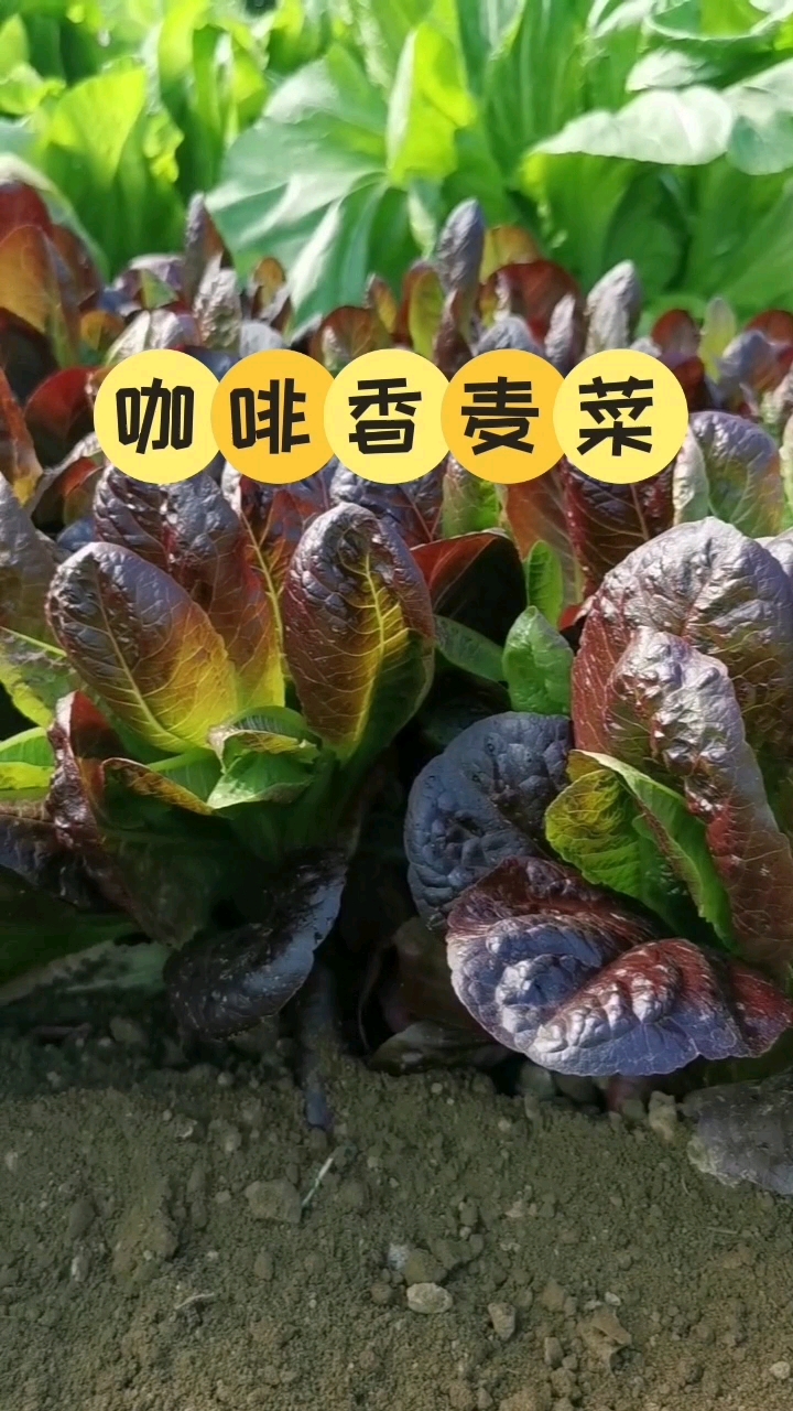 不爱招虫的咖啡香麦菜您应该种一些好吃又省心