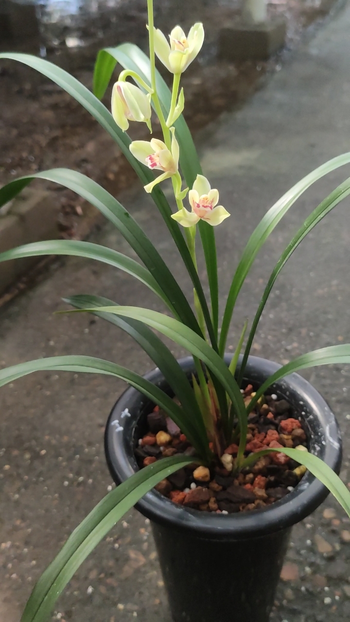 兰花小站#勤花建兰名品夏皇梅