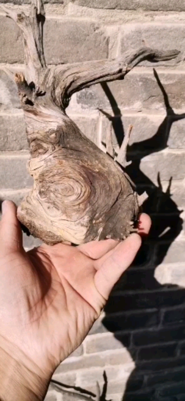 满云纹陀陀崖柏