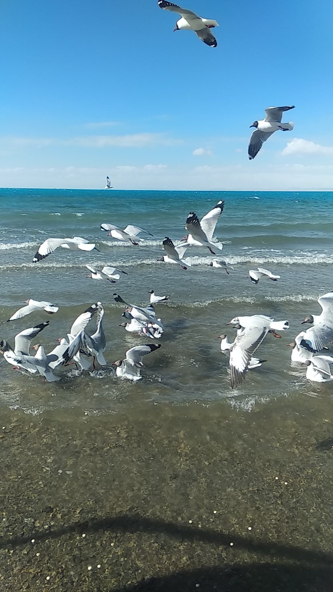 音为有你#青海湖的海鸥