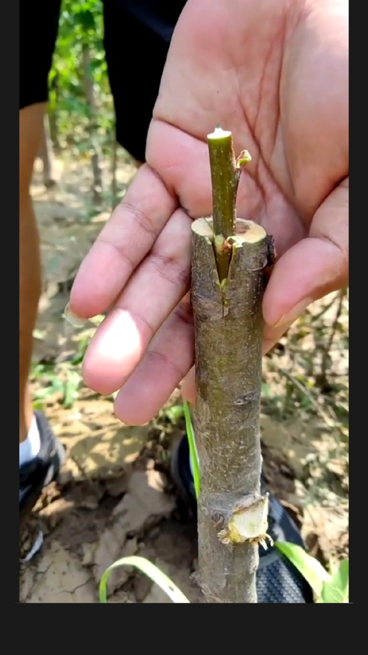 乡村生活#乡村小伙嫁接梨树,分享嫁接技术.