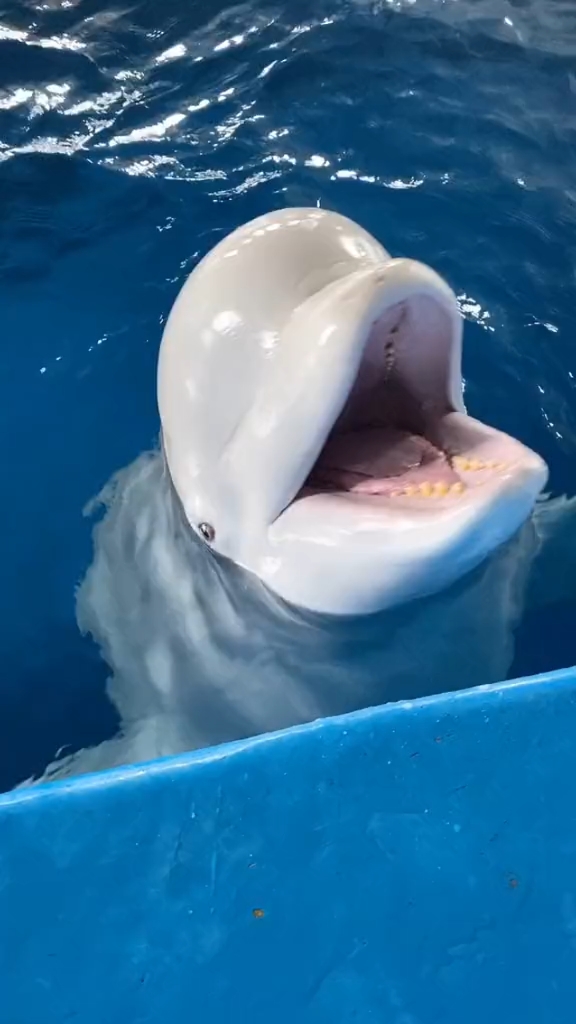 白鲸#这个魔术大白好像很喜欢诶