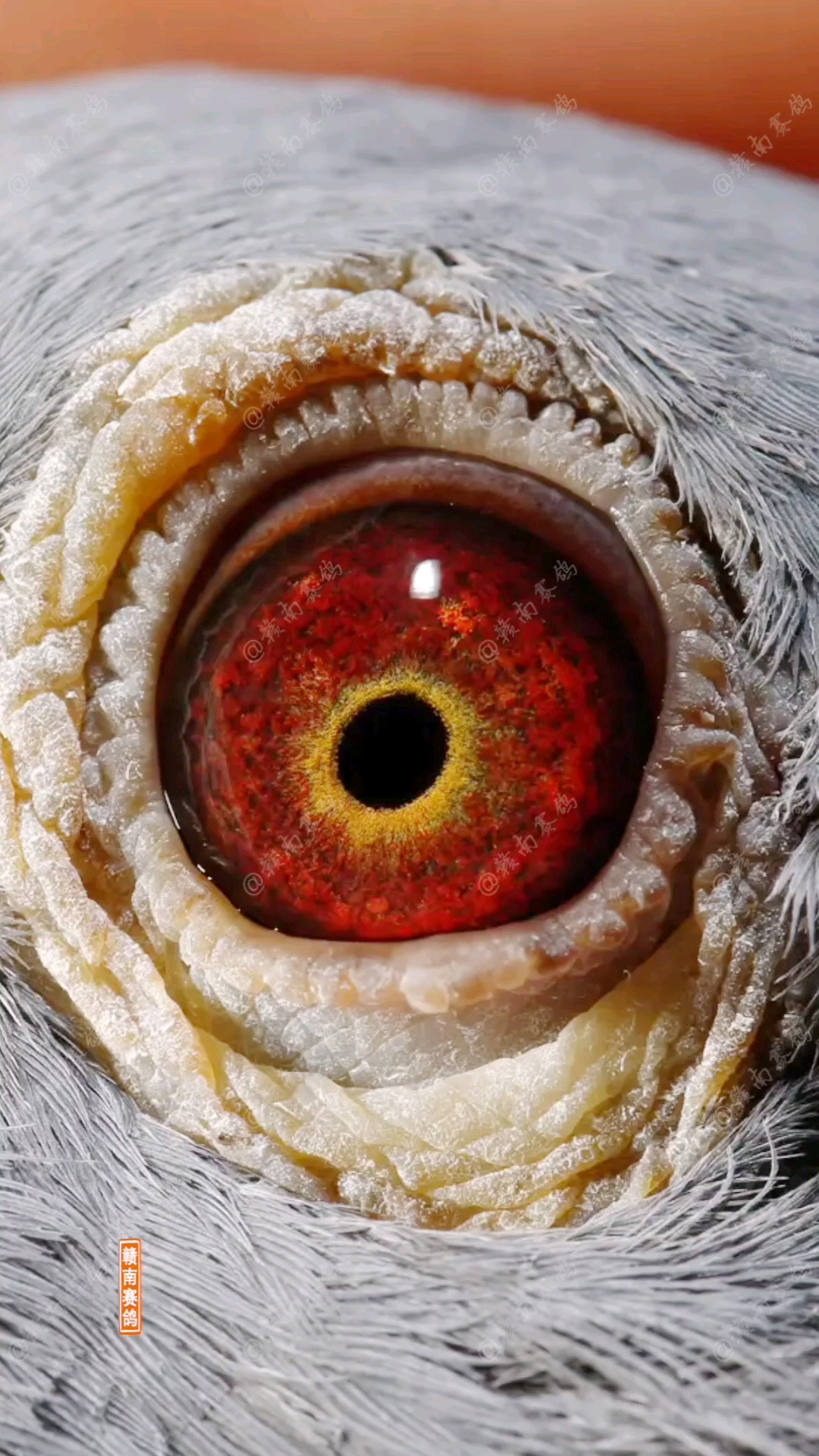 鸽子#云南军鸽森林黑信鸽,台湾黑金刚海翔赛鸽,黑色桑杰士,有多少人