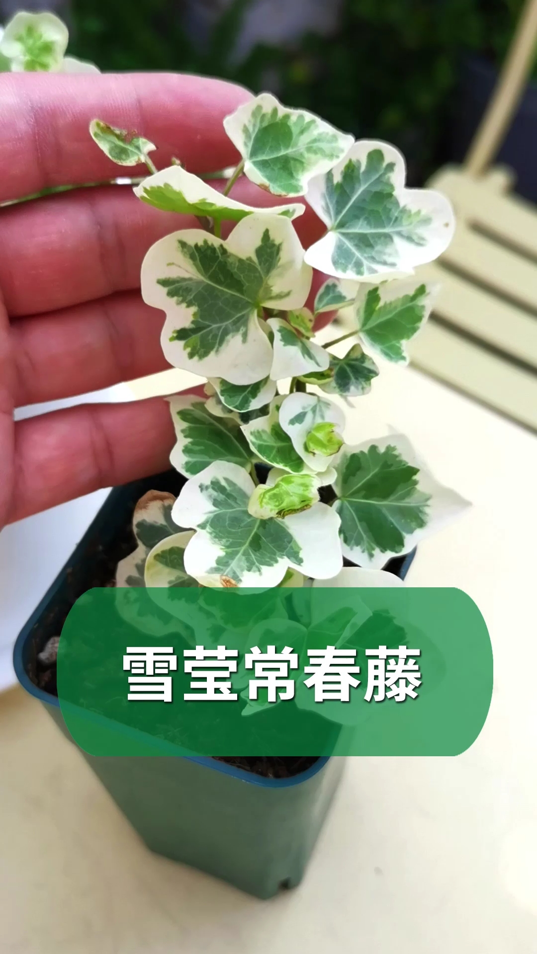 分享养花经验#你没见过的常春藤"雪莹"