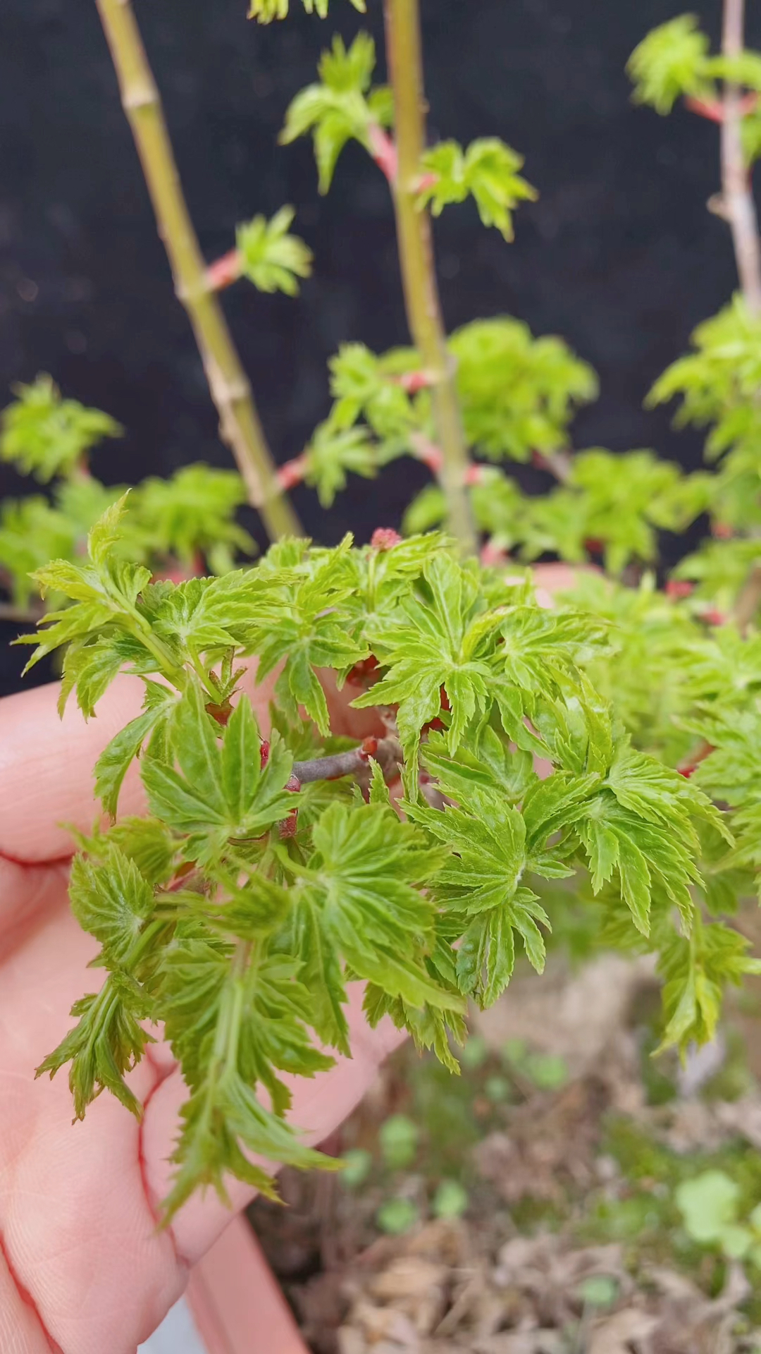 枫树#狮子头枫树