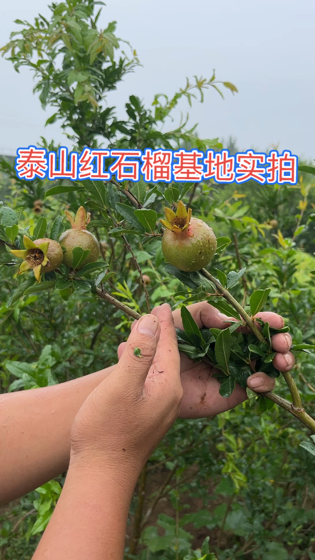 石榴树简介图片