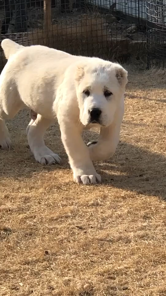 中亚牧羊犬牛逼纯白小公