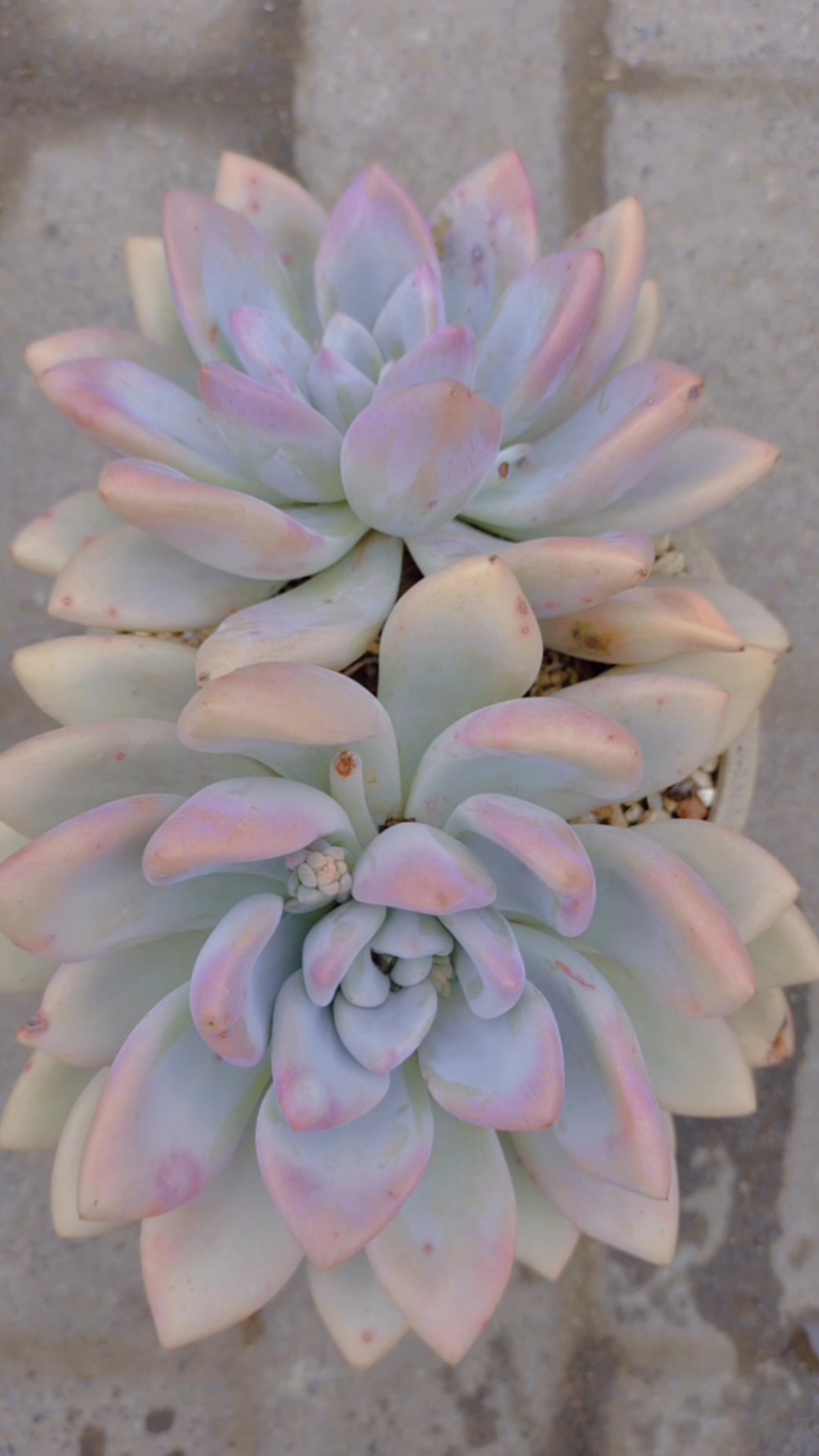 泼花成画#多肉大双头奥普琳娜越来越好看颜值高了