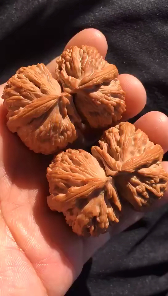 文玩核桃#白狮子连体!看哪哪好