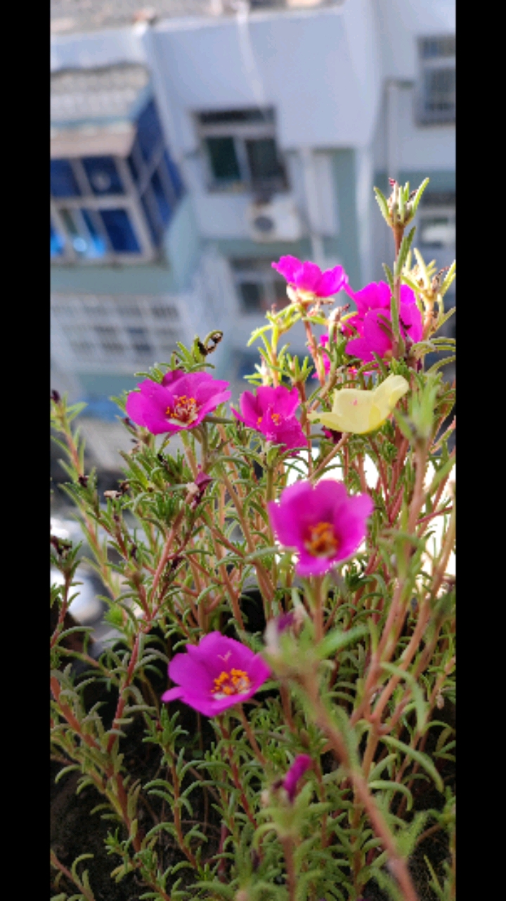 手机摄影#一株花的开放,让目光亮了起来