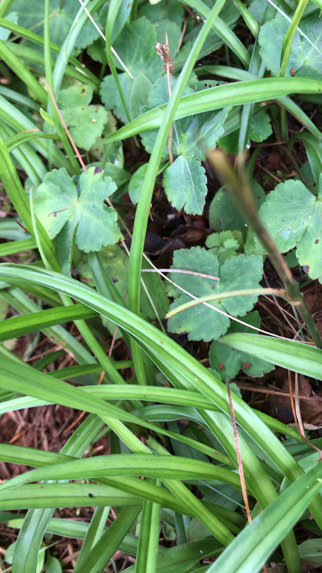 红花小黑药,美味而滋补