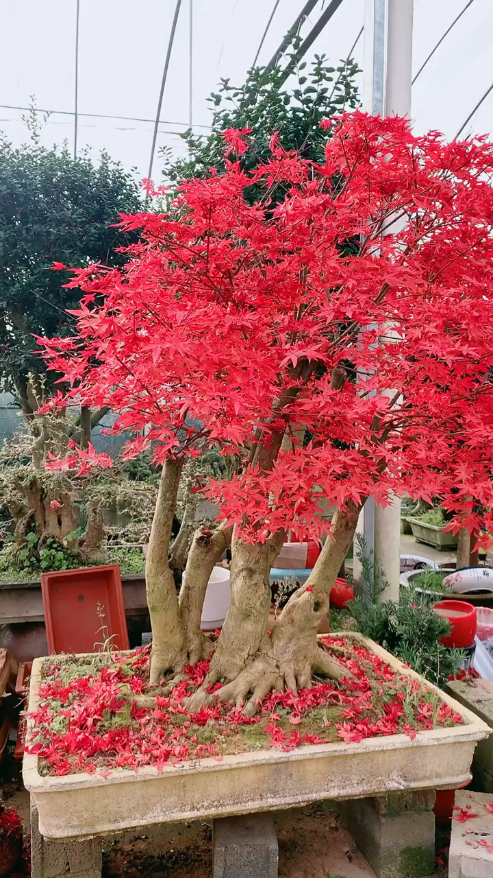 日本红舞姬红枫