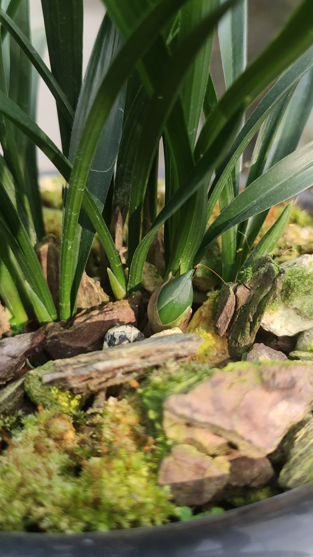 兰花小站#翠盖荷春兰花苞来了