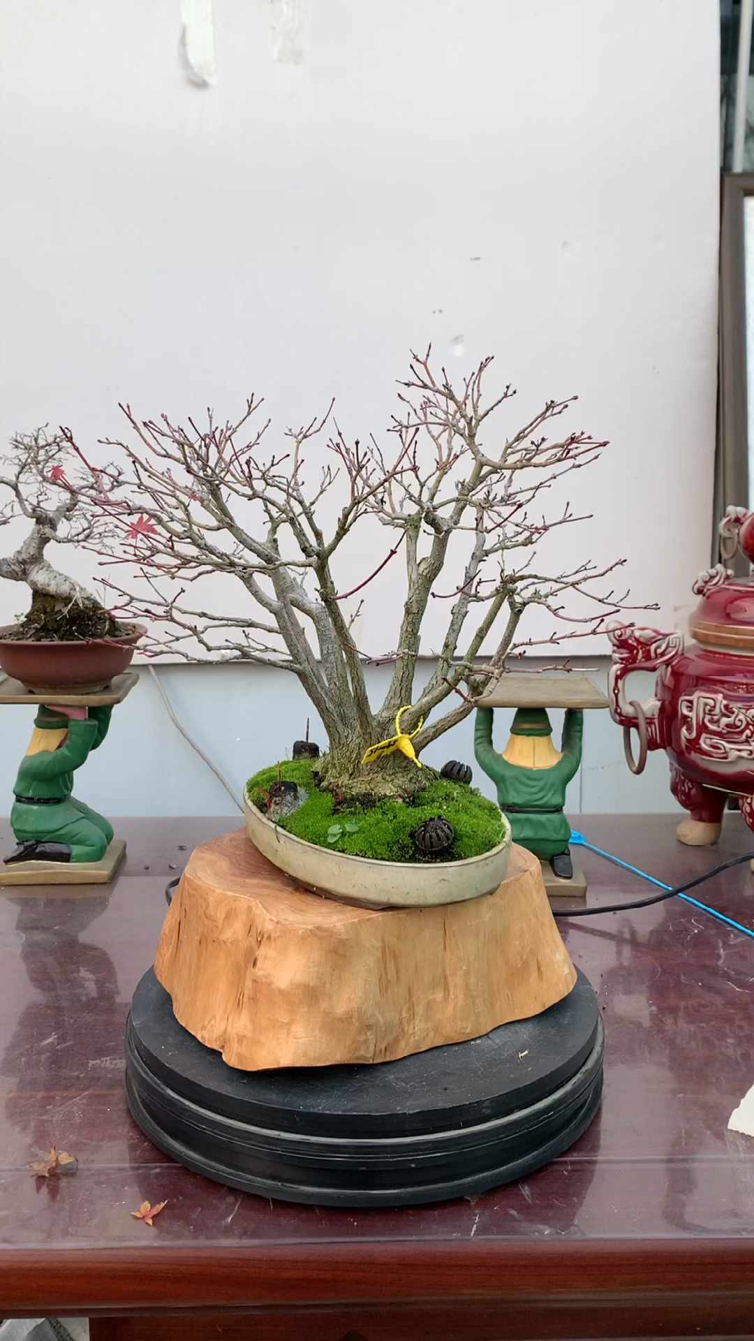 山红叶盆景,进口枫树