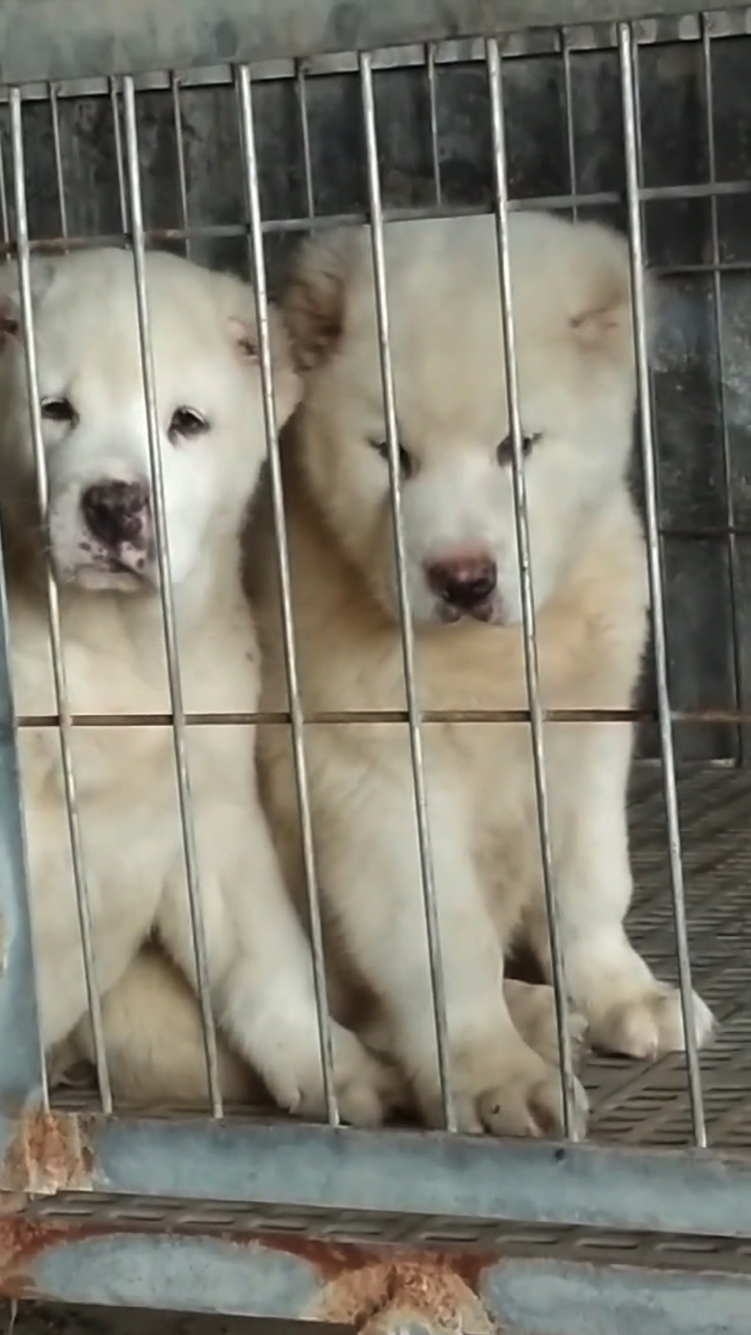 中亚牧羊犬#纯白中亚