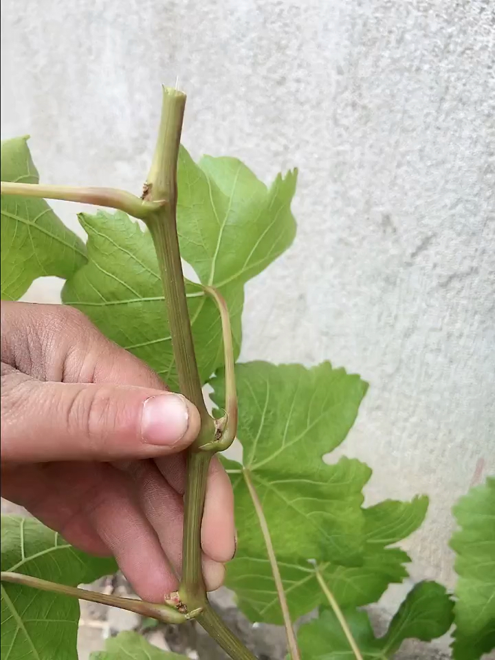 葡萄树嫩芽嫁接,夏季最合适的嫁接方法