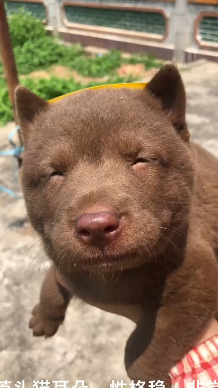 我家的"眯眯眼",你们喜欢吗?