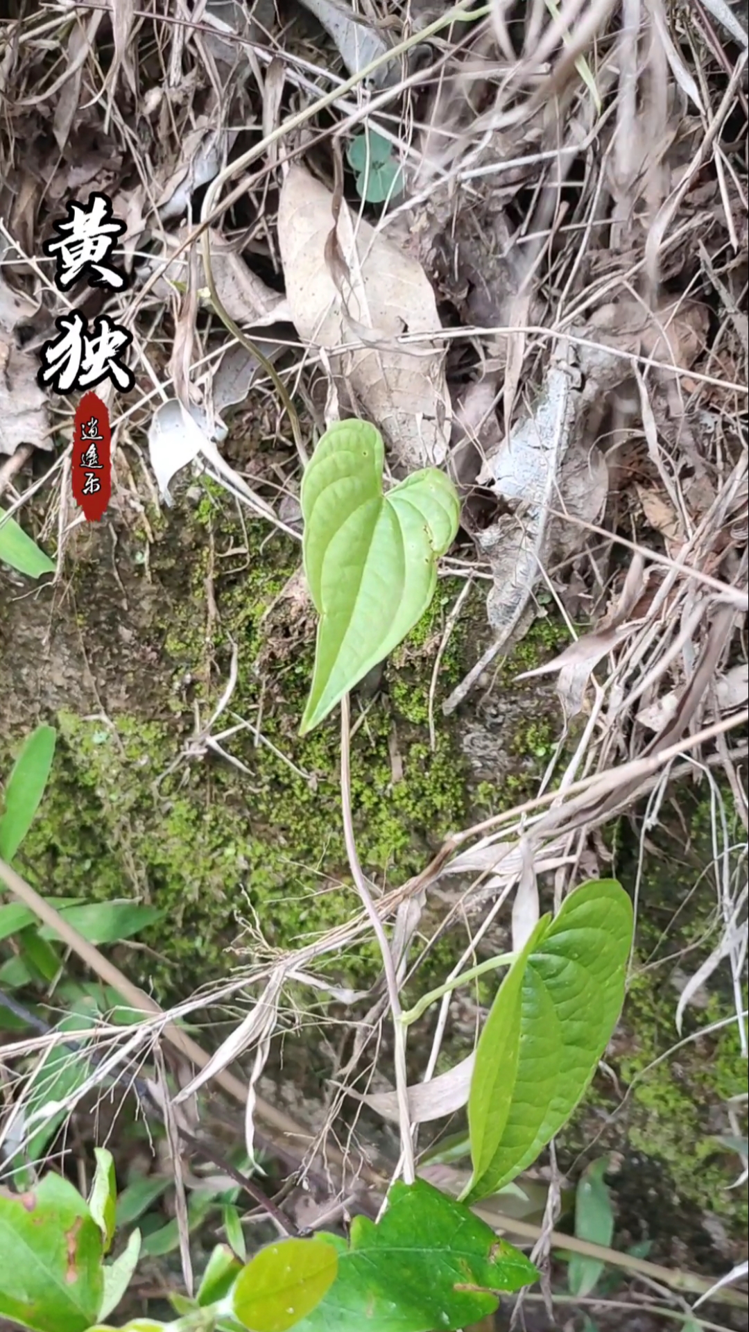 認識中草藥百草中藥之黃獨百合目薯蕷科多年生草本野生藤蔓植物植物