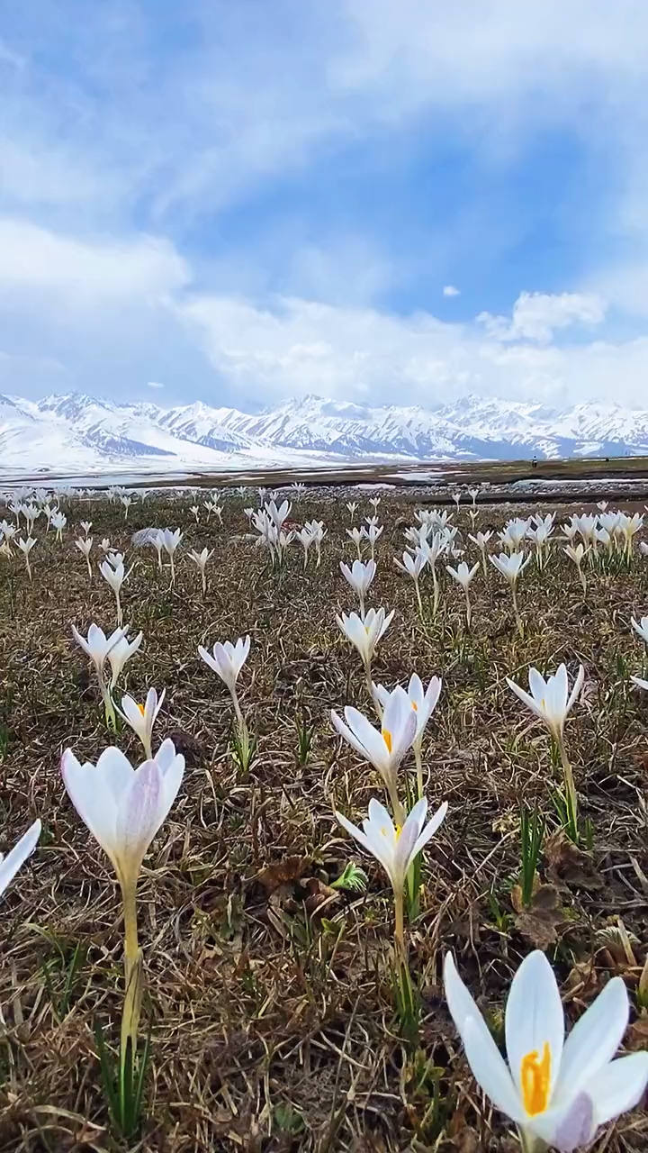 最美风景伊犁那拉提草原白番红花也称野百合映雪绽放大面积盛开