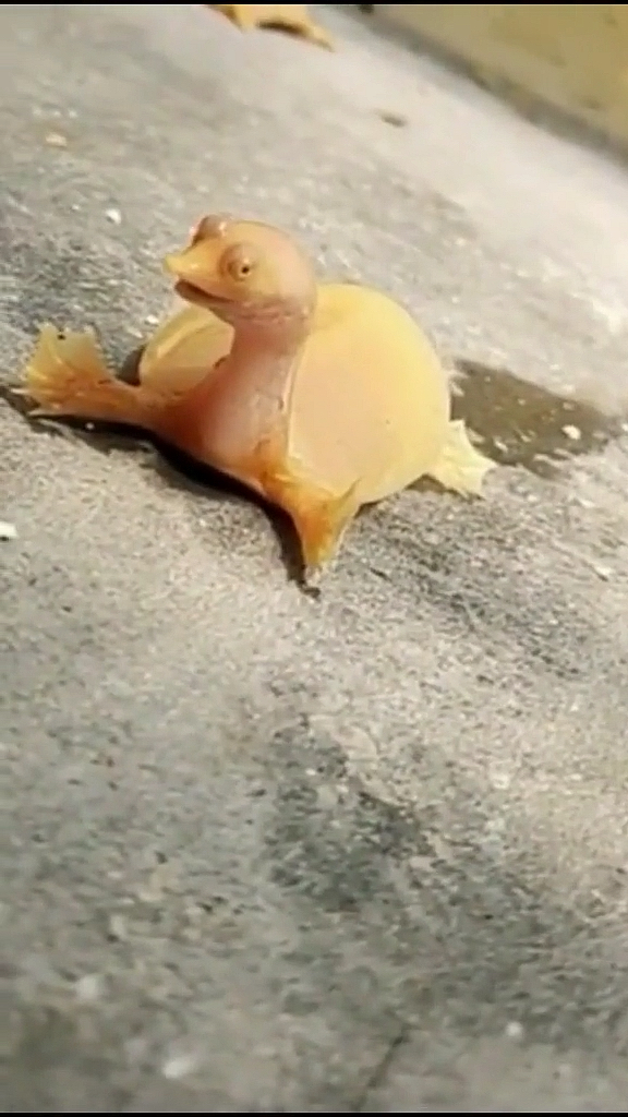 小甲鱼#太可爱了,好别致的表情