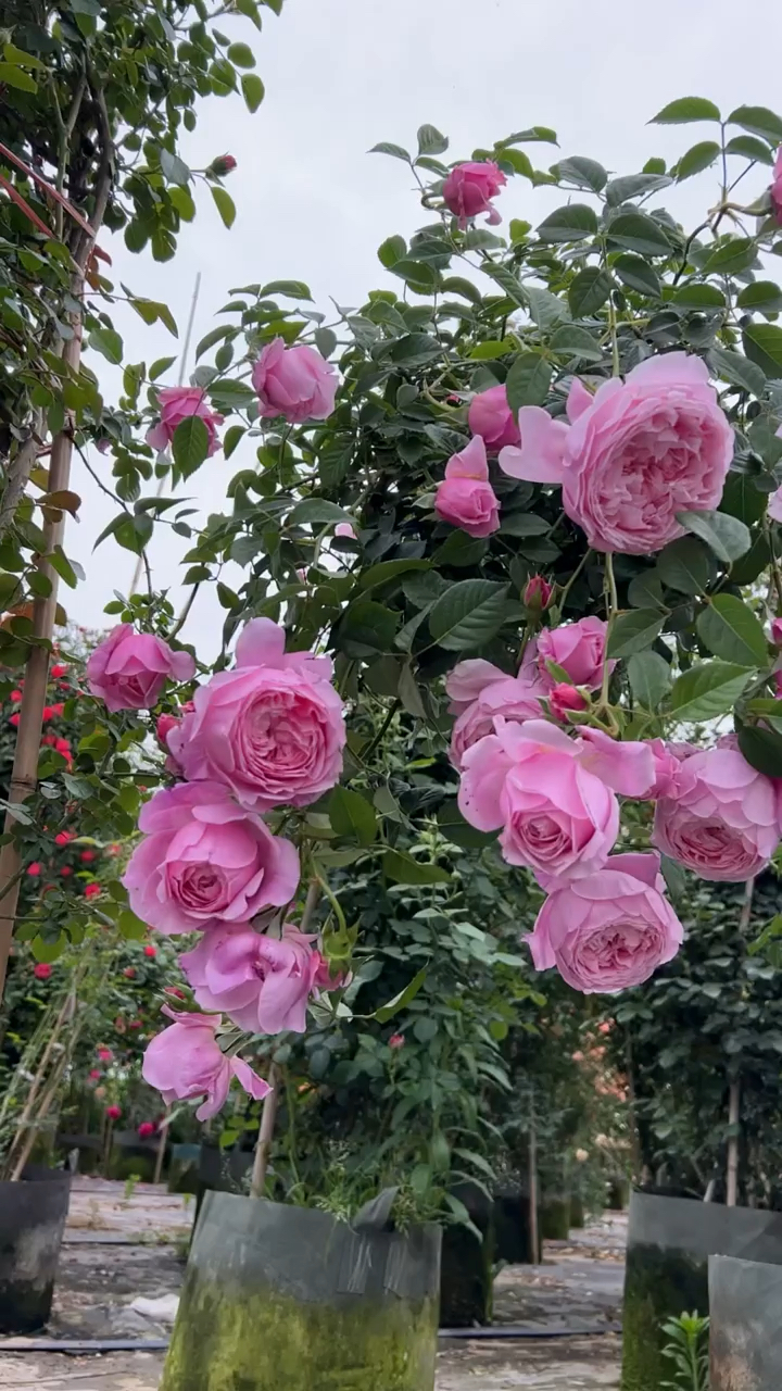 藤本月季自由精神花大浓香型多季循环开花