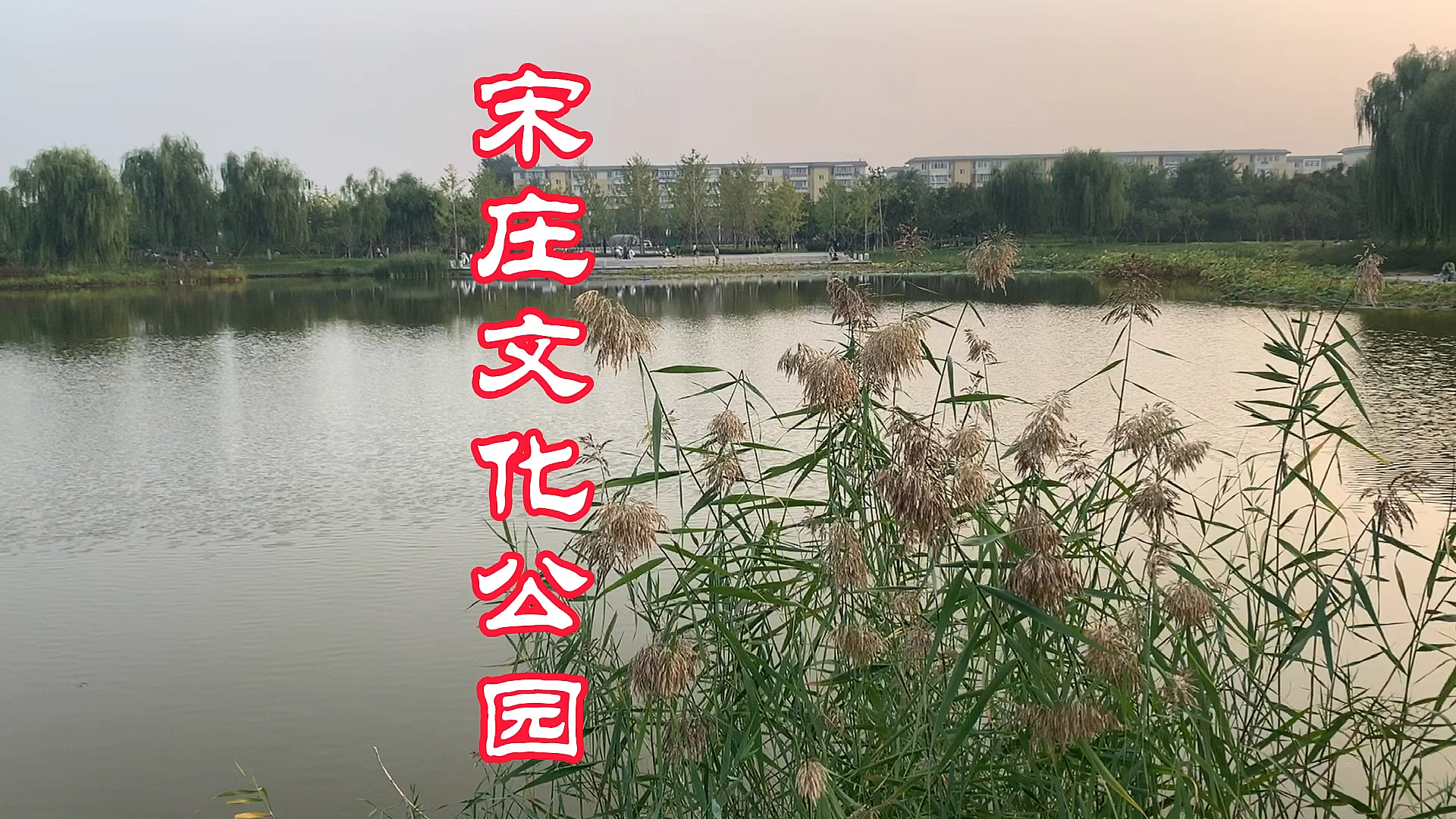 我的私藏景点#秋天的宋庄文化公园一角,芦苇随风飘舞,美景尽收眼底!