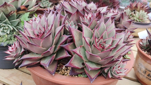 多肉植物#来欣赏一下自然长成的乌木大群生!