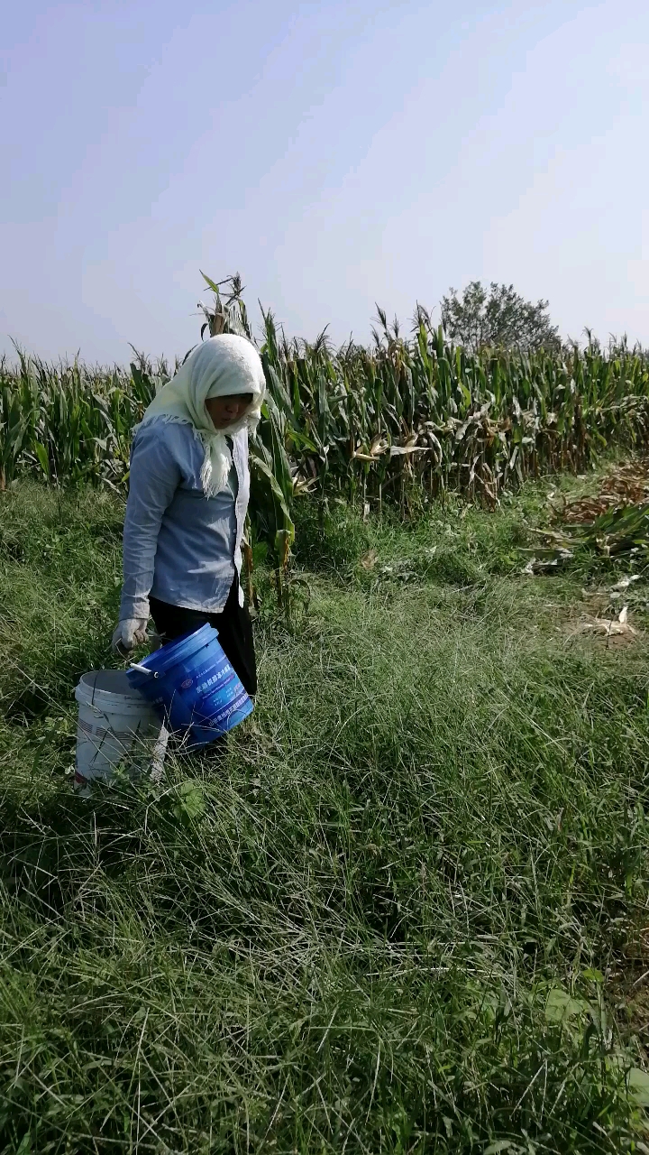 田间劳作的妇女!