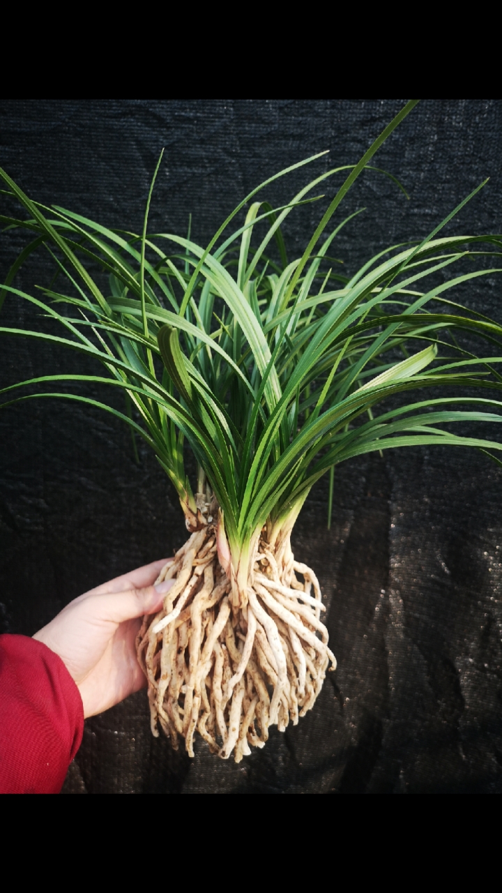 浓香蕙兰精品盆景草苗型飘逸漂亮