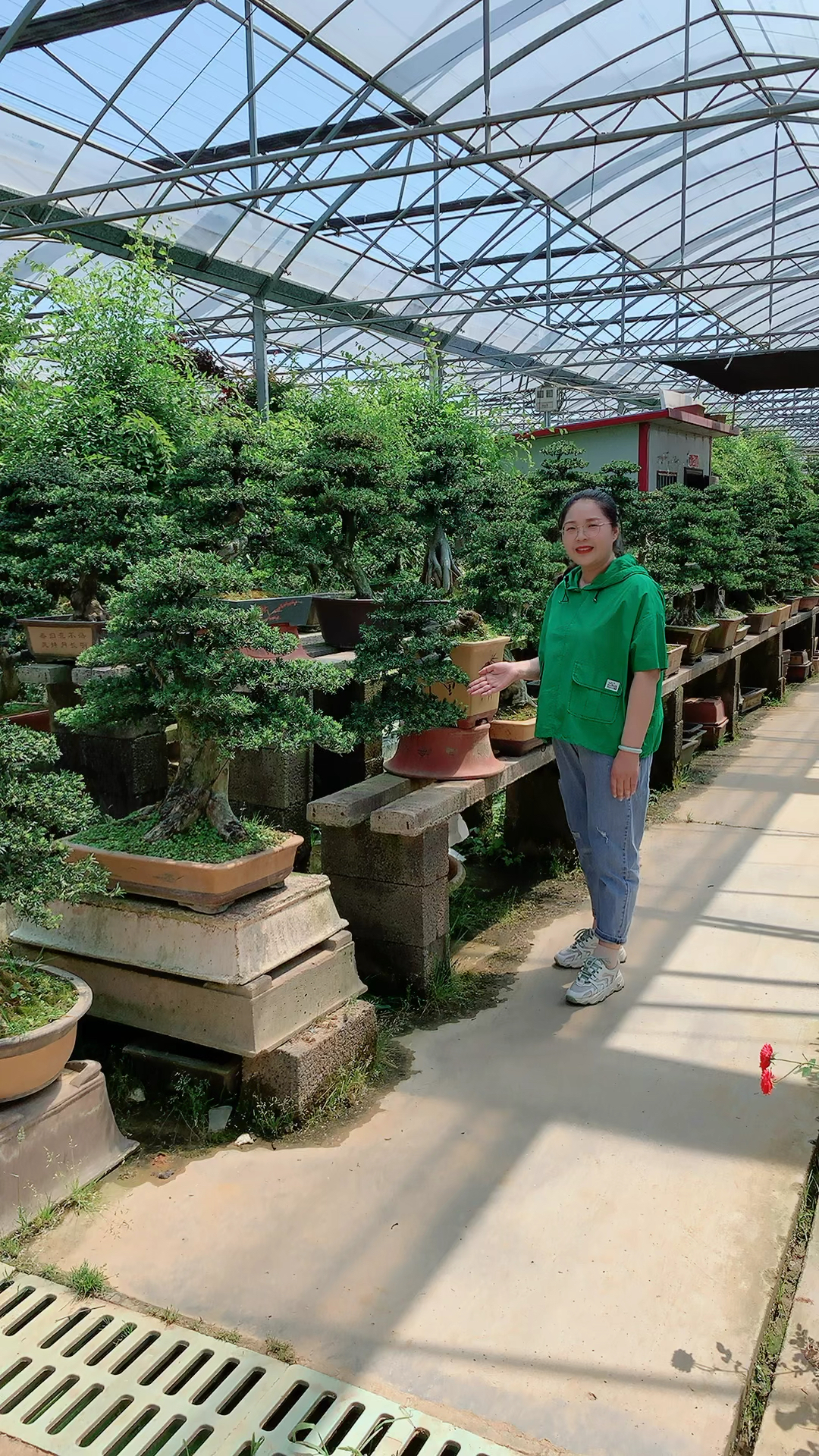 罗汉松批发基地