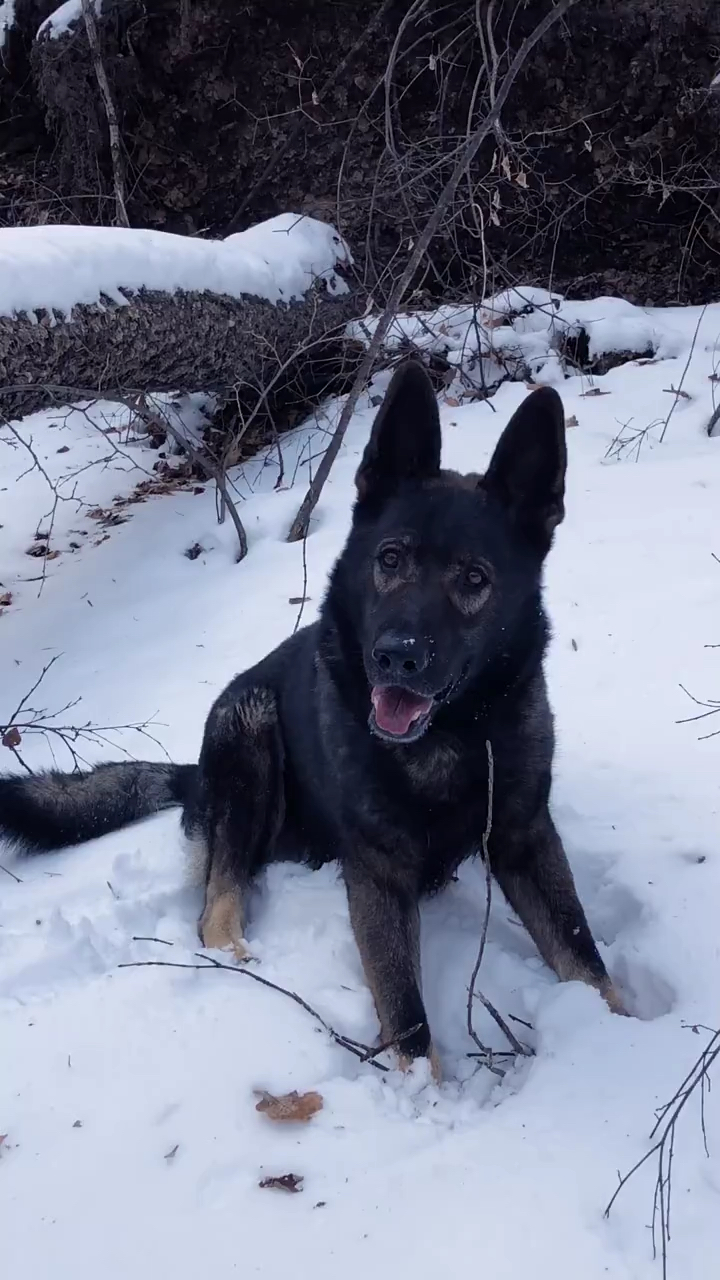 东德牧羊犬