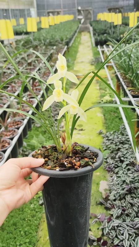 第一次见一杆三花的春兰雪影花特别大还很香半垂叶花叶搭配协调很美