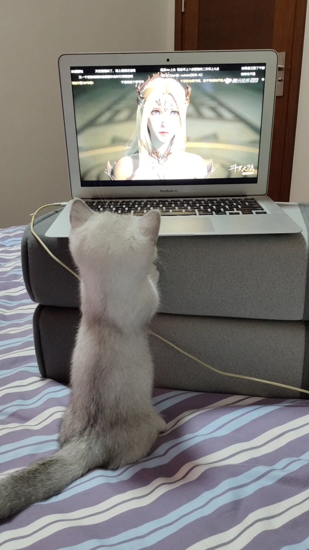 #我家宠物不一样#小猫咪看电视看的很认真