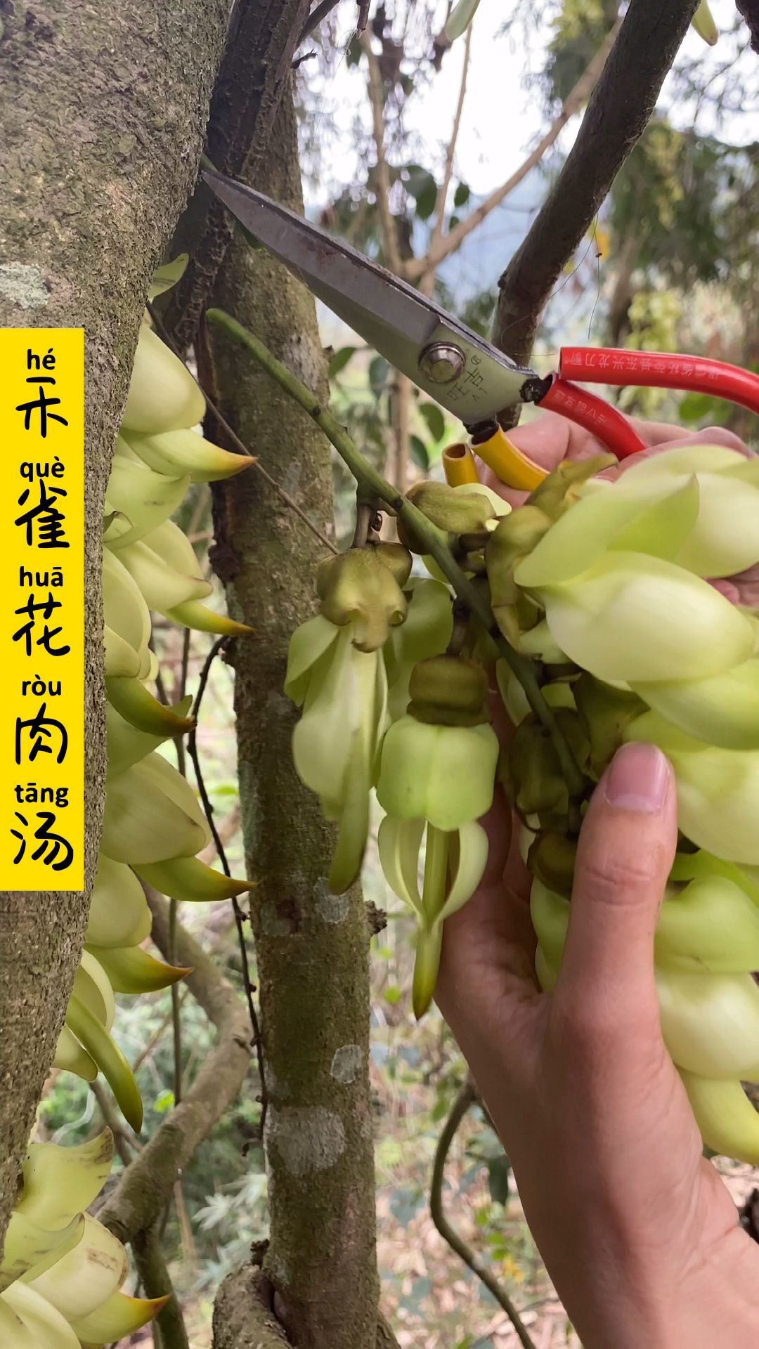 植物#百分之九十的人没有吃过禾雀花煮汤-度小视