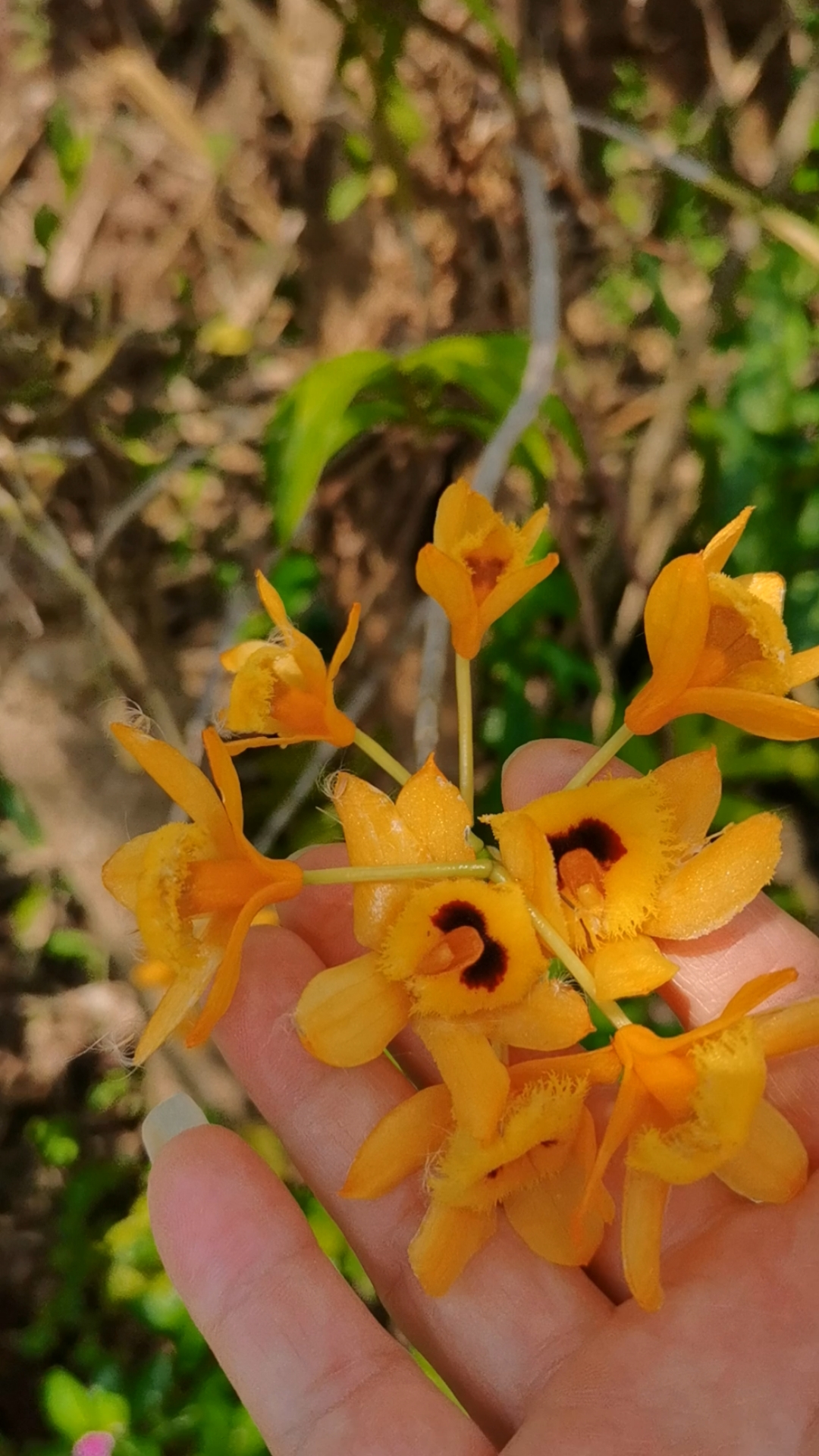 石斛记#养在活树上的长苏石斛,开花了