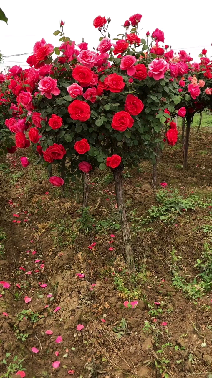 高杆大花树桩月季,花大浓香型,多季循环开花
