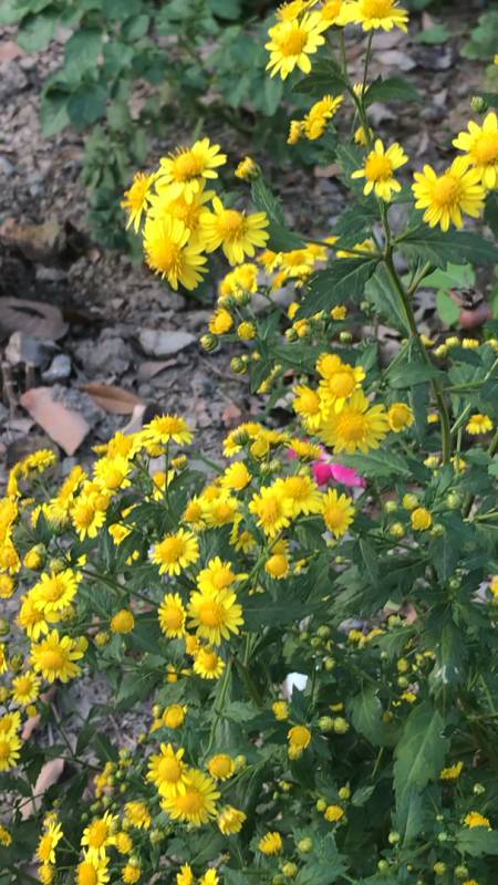 音为有你#一丛菊花脑开花了