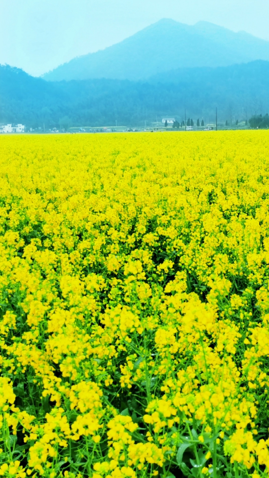 我的私藏景点#宣城油菜花田