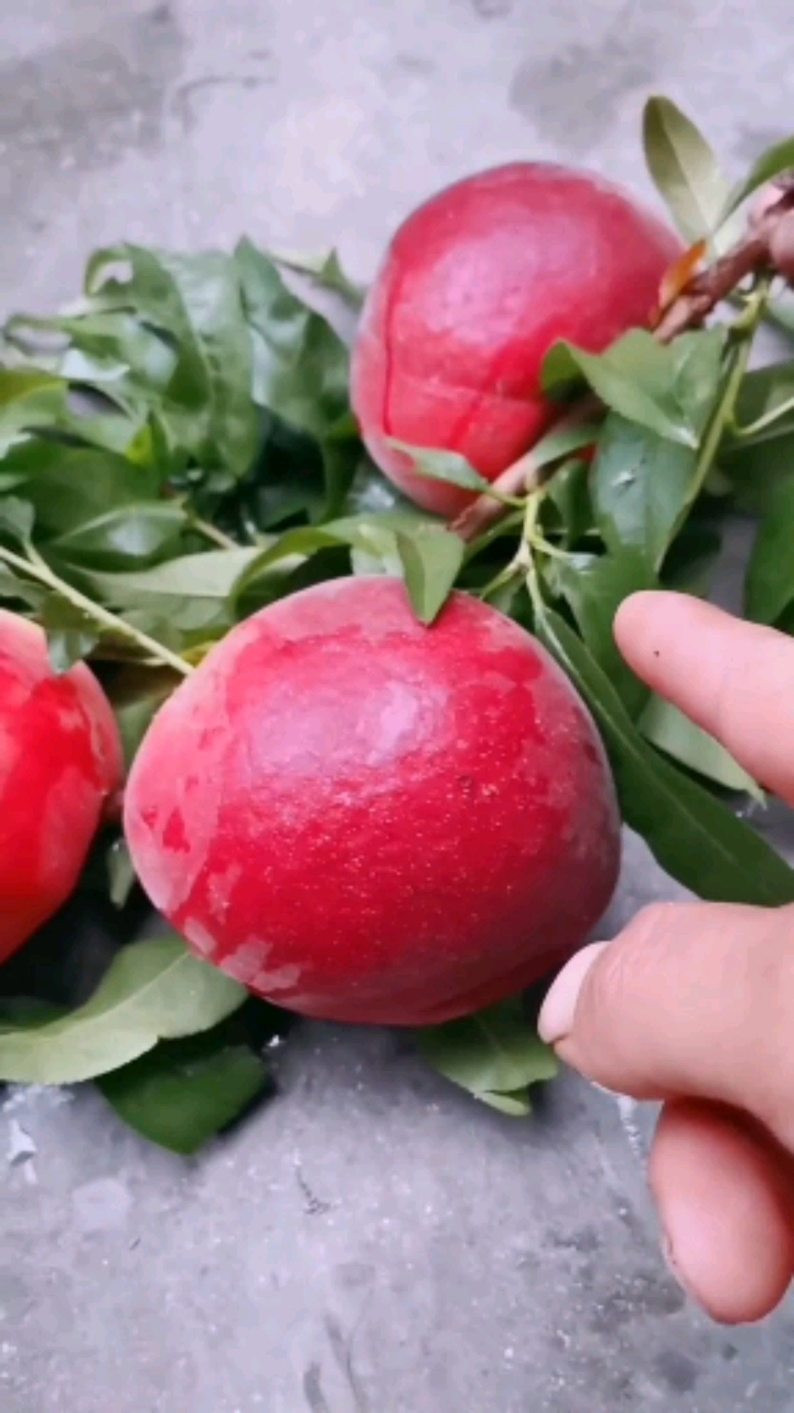 中桃金魁桃,看着个头,看着色泽