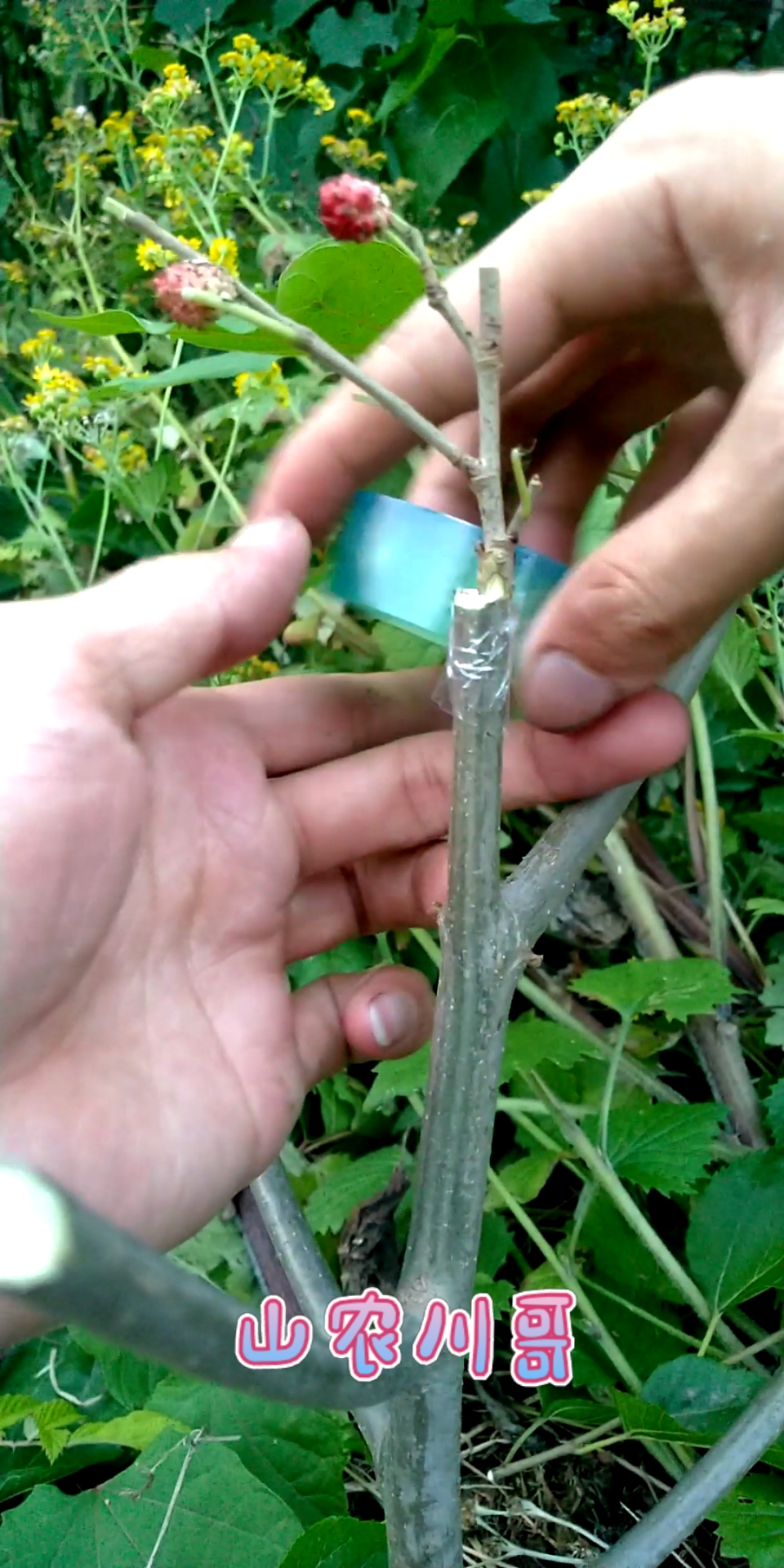 三农#桑树嫁接,成活率高.