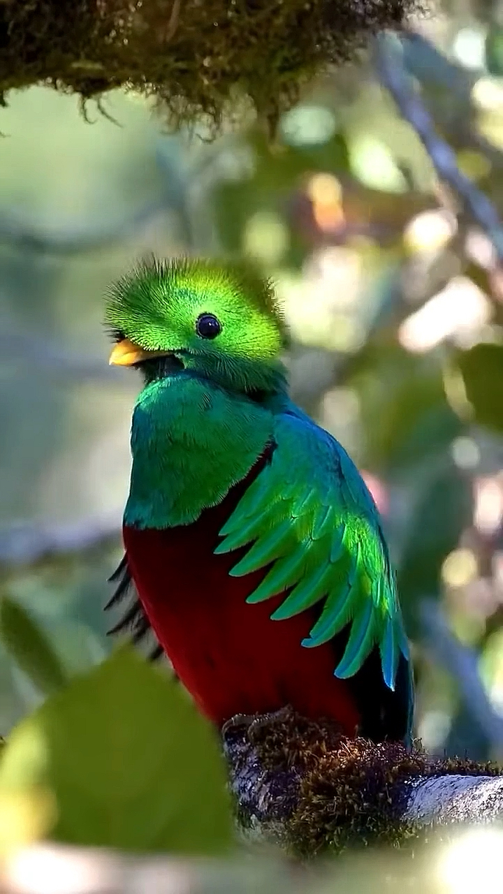 这个是绿凤尾咬鹃