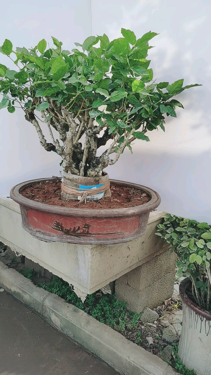 茉莉花老桩,很难得的连体老桩!