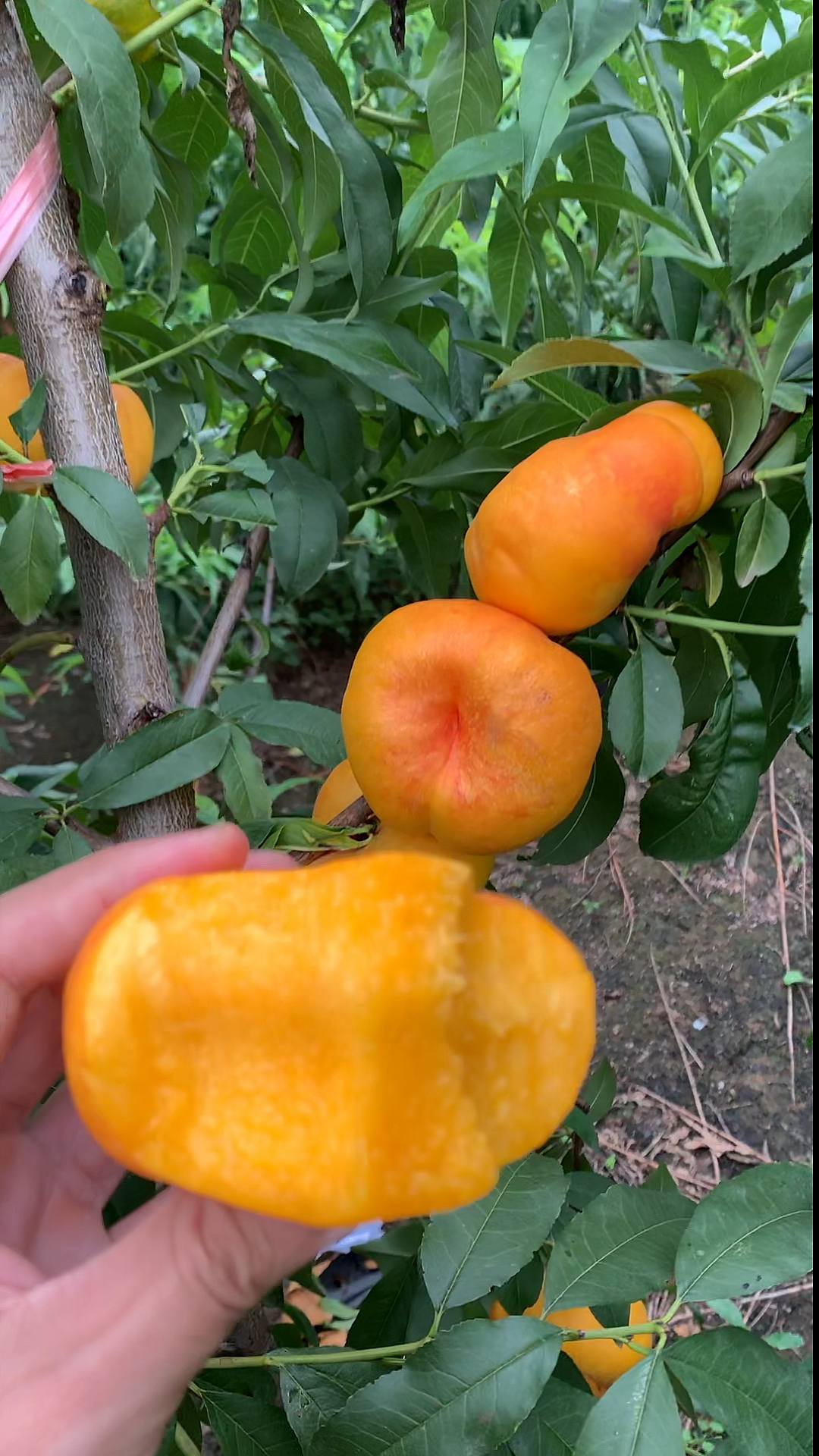 "中油蟠9号"成熟上市黄金油蟠桃果肉黄色口感香甜-度小视