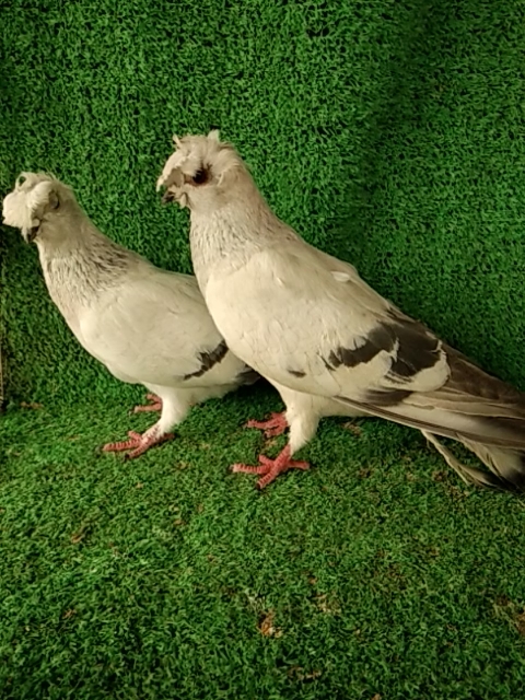 观赏鸽子#鲁西南明瓦高飞鸽