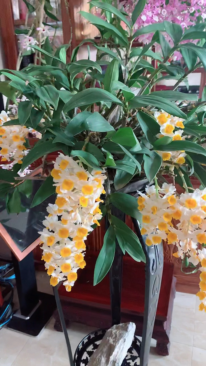 石斛记#球花石斛