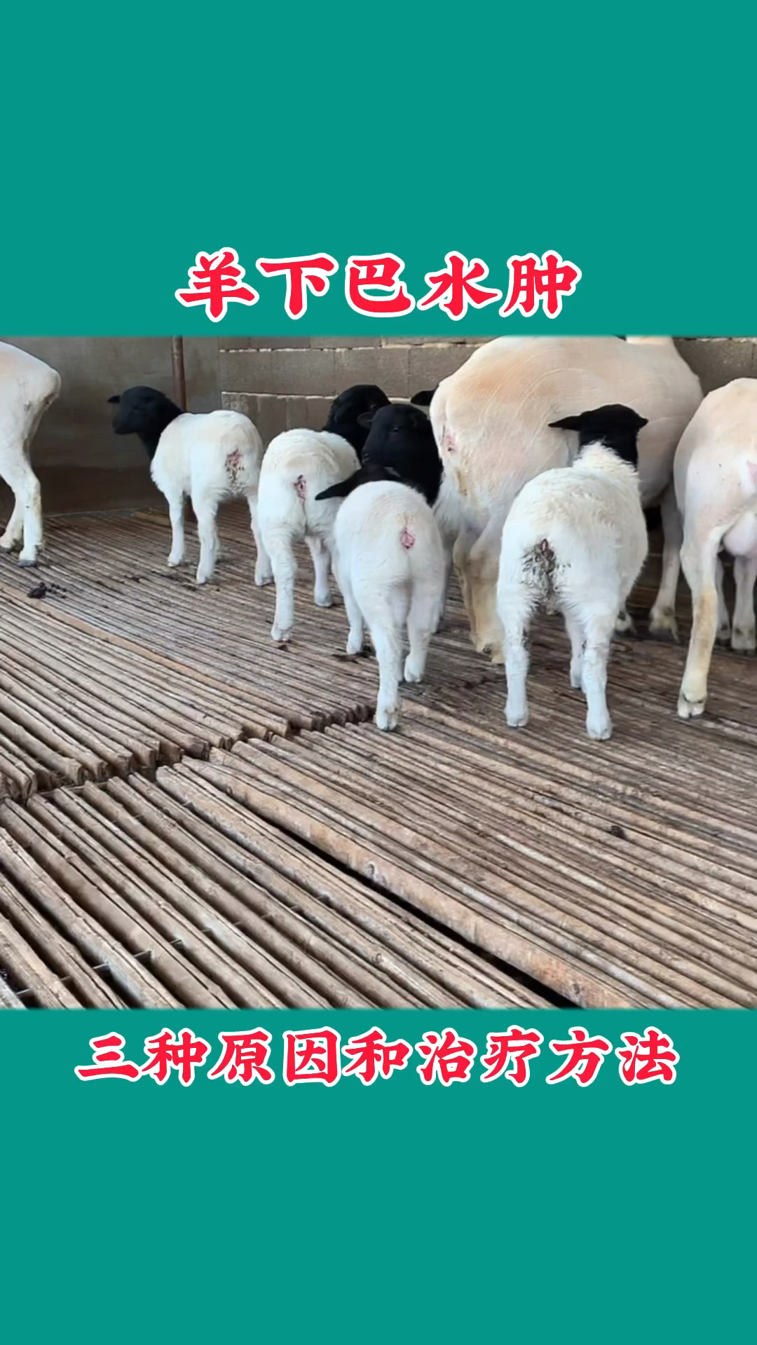 农村养羊人羊下巴水肿的三个原因和治疗方法